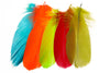 Feather