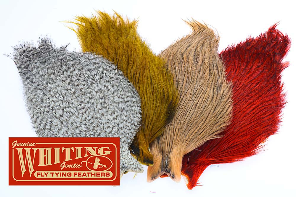 Whiting