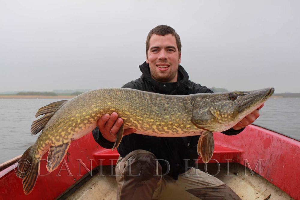 Holo saltwater flash : Bred geddeflash - Gold