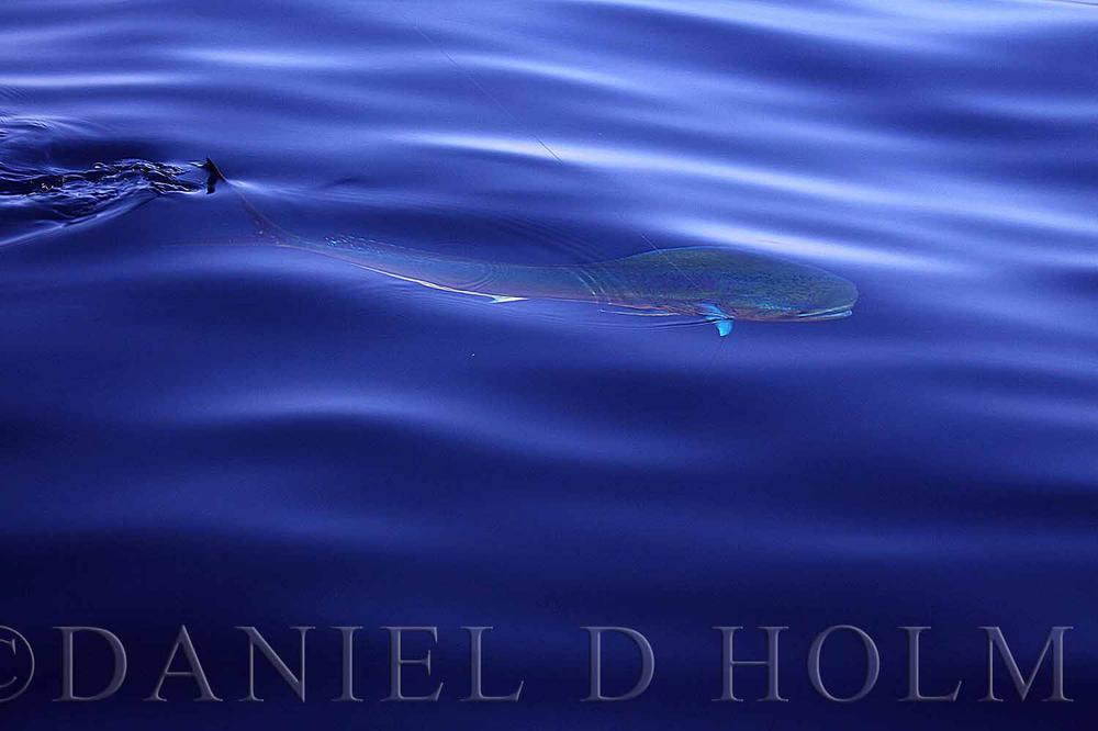 Steve Farrar Blend - Bleeding Mackerel