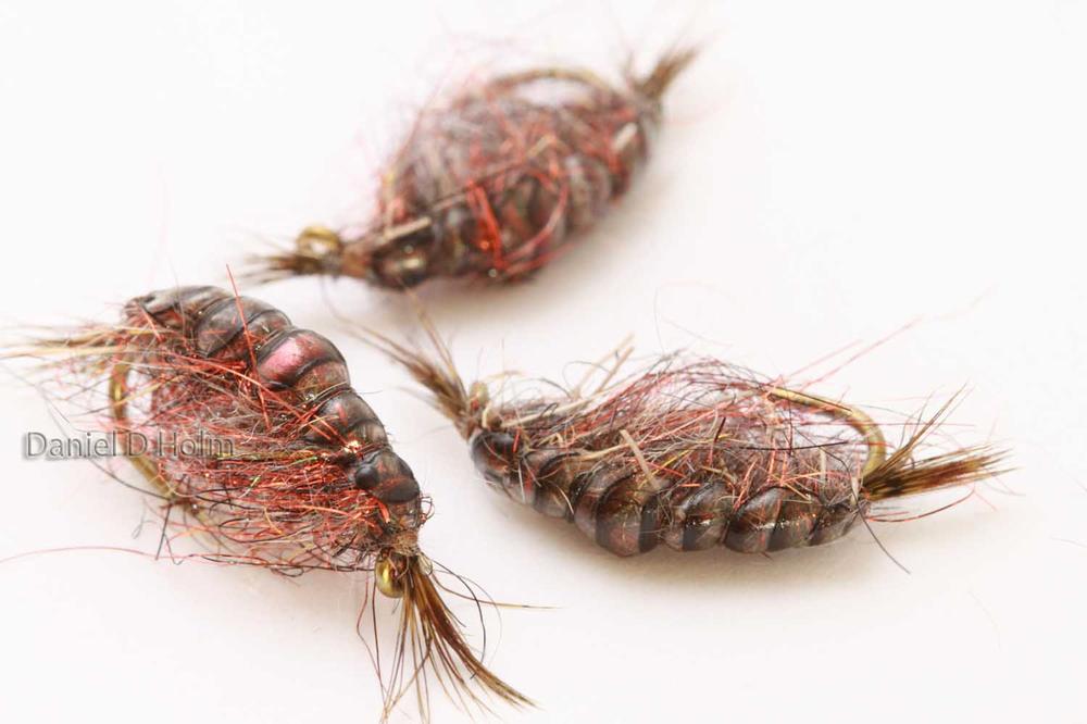 Pro Gammarus skjold - Shell Pink