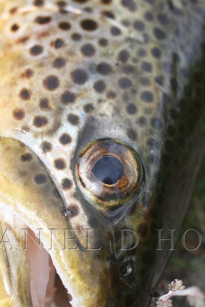Fly-Rite - Rusty Olive (Nr 32)