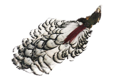 You added <b><u>Amherst Pheasant Head - Natural</u></b> to basket.