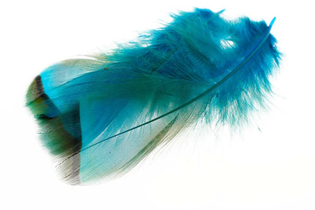 You added <b><u>French Partridge - Kingfisher Blue</u></b> to basket.