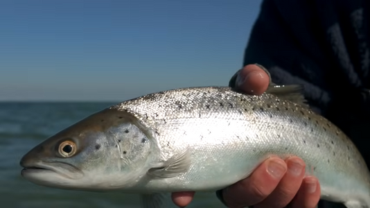 You added <b><u>Coastal wobblers for summer fishing</u></b> to basket.