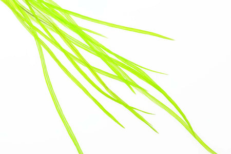 You added <b><u>10+ Selected Flatwing/dryfly Feather - Fl. Chartreuse</u></b> to basket.