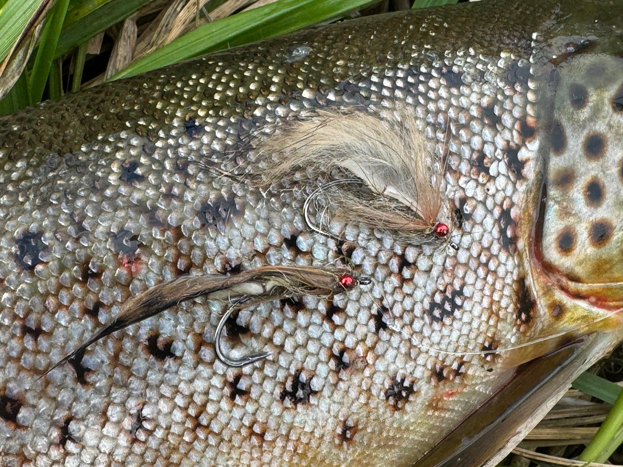 The crooked goby