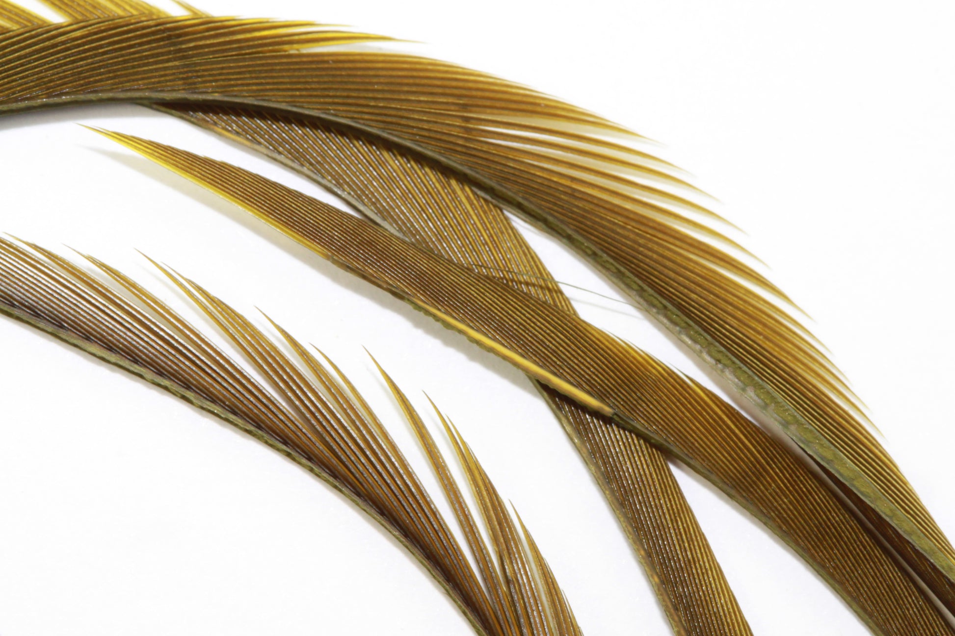 Goose Biots - Olive