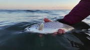 "Catch your first sea trout" - sea trout wink
