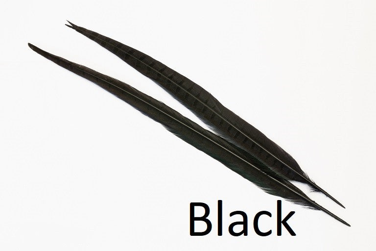 Ringneck Pheasant tail 1 Pair - Black