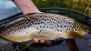 Sea trout flash for the summer