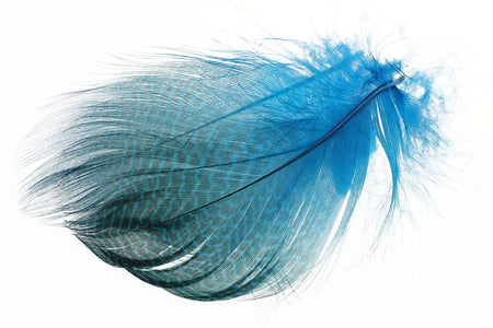 You added <b><u>Teal Flank Feathers - Kingfisher Blue</u></b> to basket.