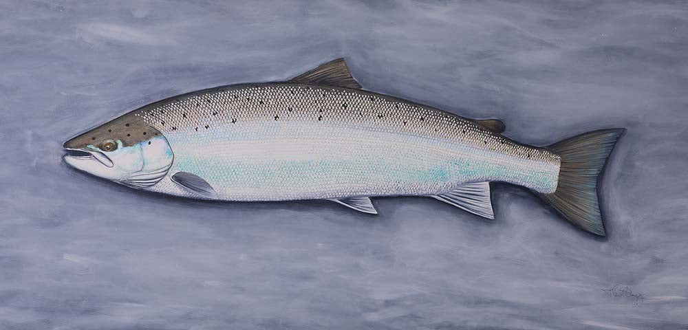 Thomas Weiergang - Doggerland salmon