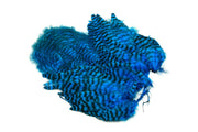Whiting Rooster Softhackle W Chickabou SH/C Grizzly Kingfisher Blue