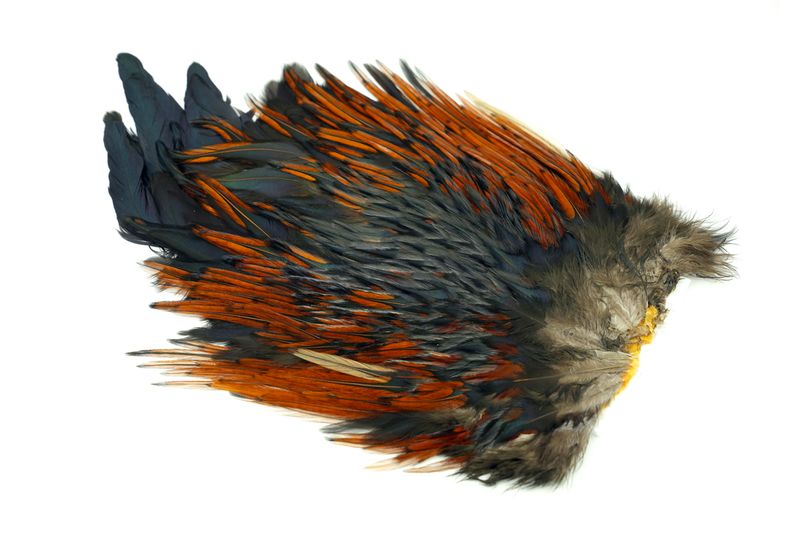 Whiting 4 B's Rooster Saddle â€“ dealerweb-cms-9fba9736-7d60-454d-aef9-79d5145073cf.jpg