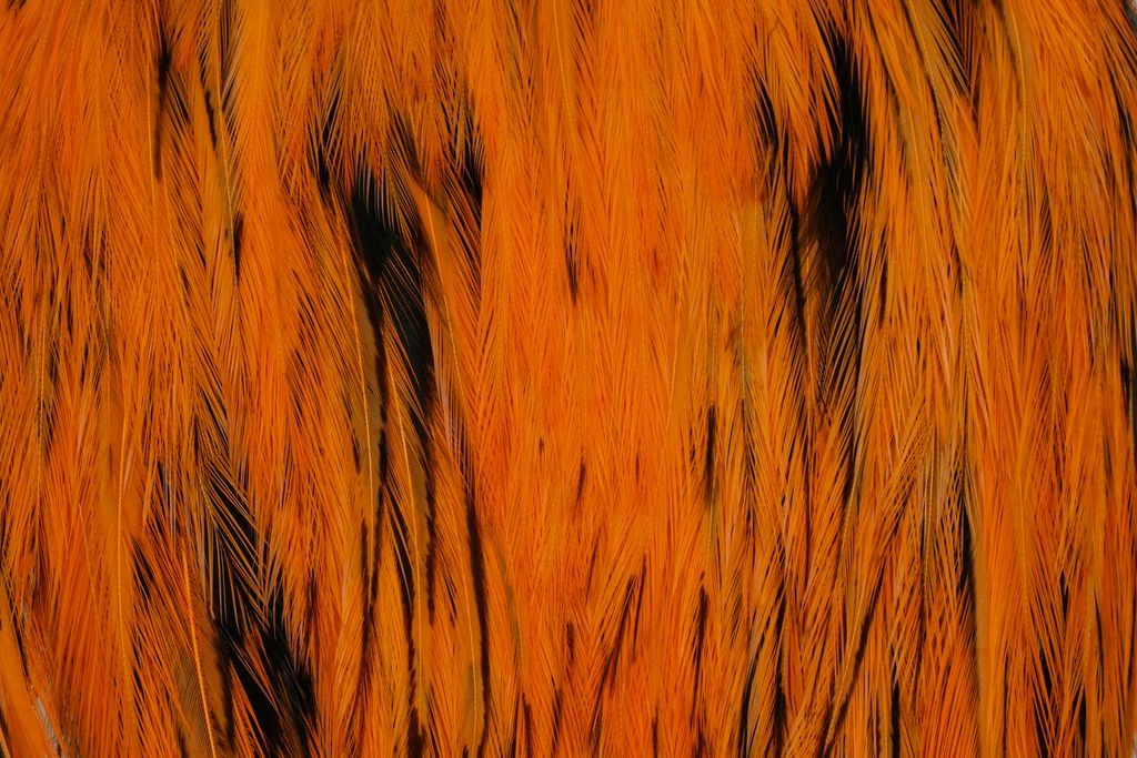 Whiting American Rooster Cape - BLW dyed Orange