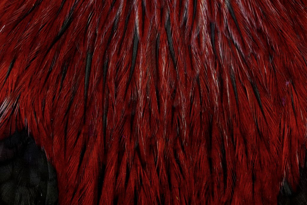 Whiting American Rooster Cape - Fiery Brown