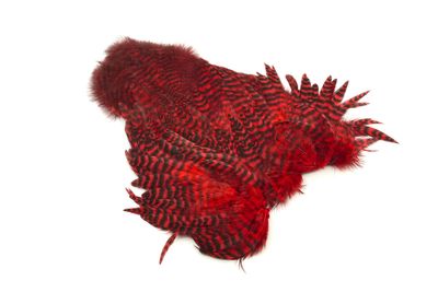 You added <b><u>Whiting Rooster Softhackle W Chickabou SH/C Grizzly dyed Red</u></b> to basket.