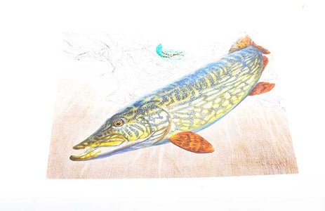 You added <b><u>Thomas Weiergang PRINT 40x27 cm - Pike</u></b> to basket.