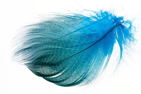 You added <b><u>Gadwall Barred Flank - Peacock Blue</u></b> to basket.