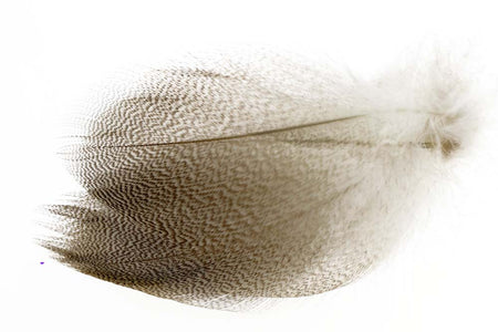 You added <b><u>Mallard Duck Flank Large Selected - Natural</u></b> to basket.
