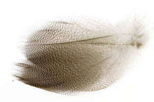 Gadwall Barred Flank - Natural