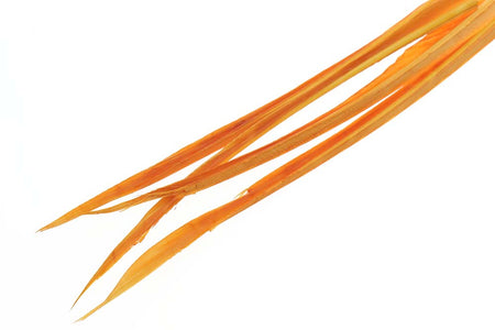 You added <b><u>Turkey biots - Amber</u></b> to basket.