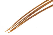 Turkey biots - March Brown
