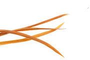 Goose Biots - Ginger