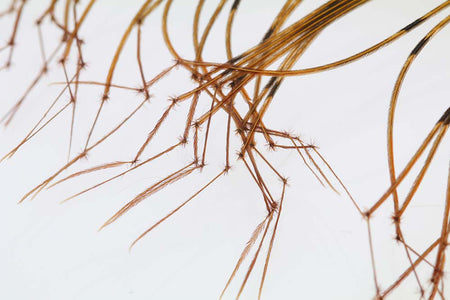 You added <b><u>Daddy Long Legs - Natural</u></b> to basket.