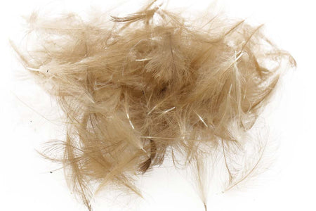 You added <b><u>Swiss CDC Standard - Pardo 19</u></b> to basket.