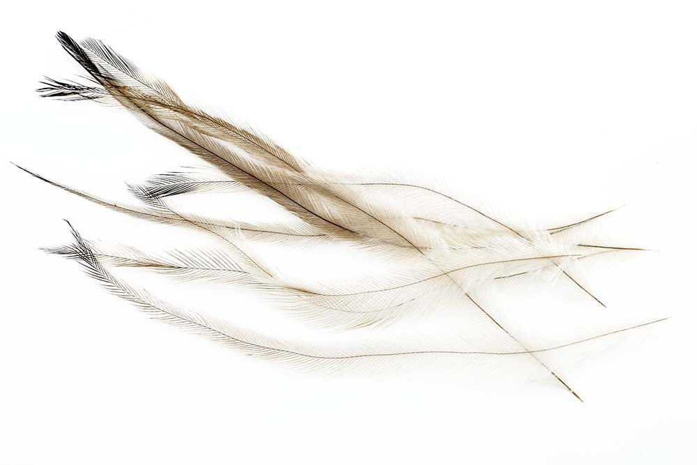 Nandu feathers
