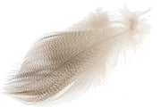 Mallard Barred Flank - Natur