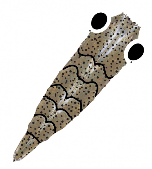 Pro GEN2 Shrimp shell - Brown Tan