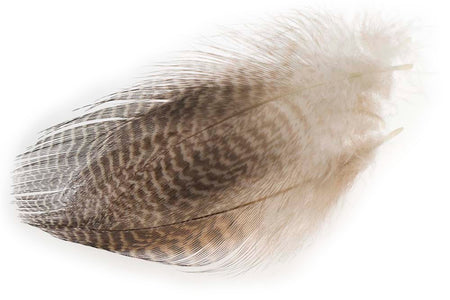 You added <b><u>Teal Flank Feathers - Natural</u></b> to basket.
